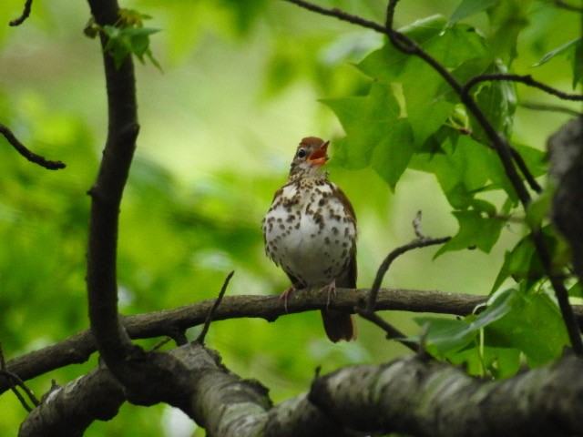 Wood Thrush - ML229873291