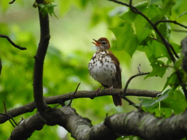 Wood Thrush - ML229873301