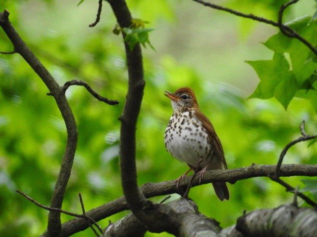 Wood Thrush - ML229873321