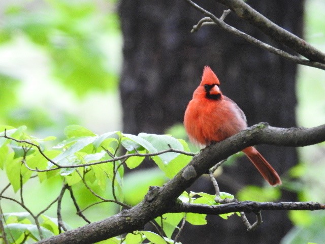 Northern Cardinal - ML229873631