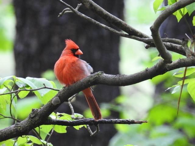 Northern Cardinal - ML229873641