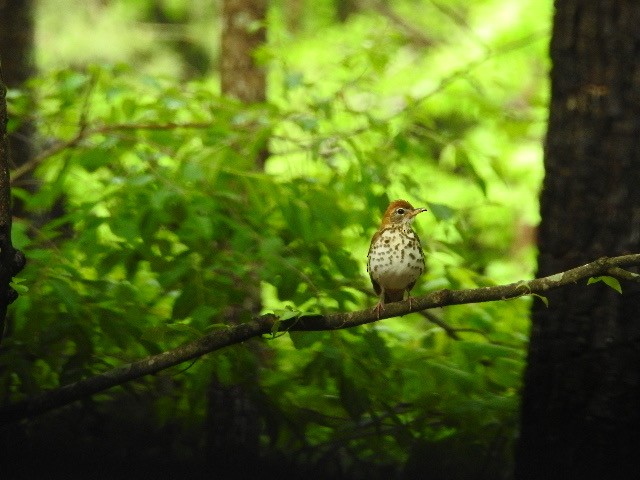 Wood Thrush - ML229874021