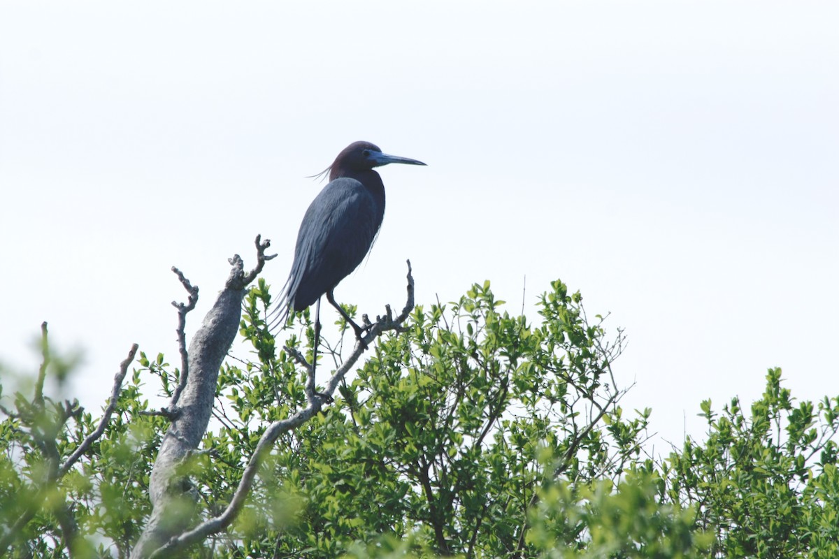 Little Blue Heron - ML229876851