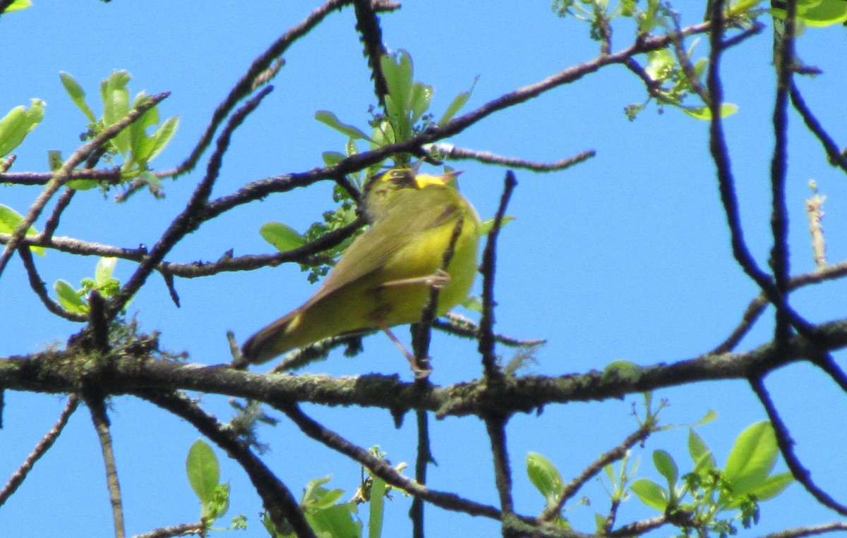 Kentucky Warbler - ML229877651