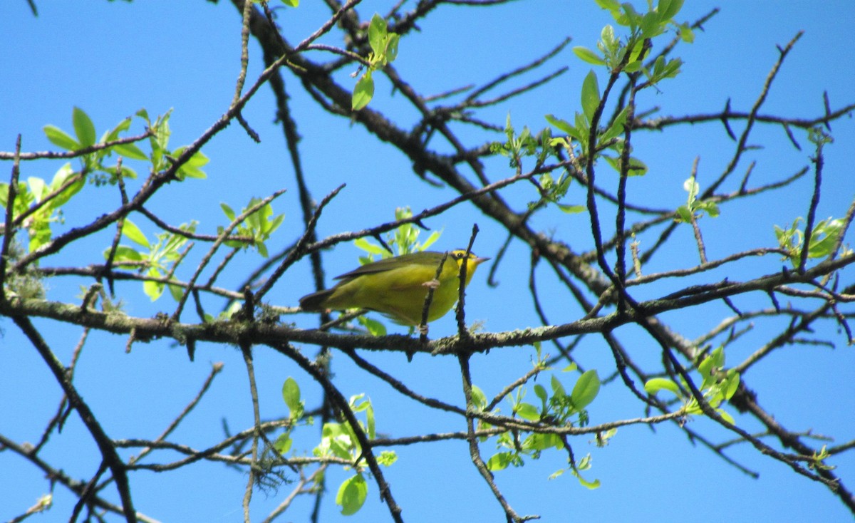 Kentucky Warbler - ML229877721