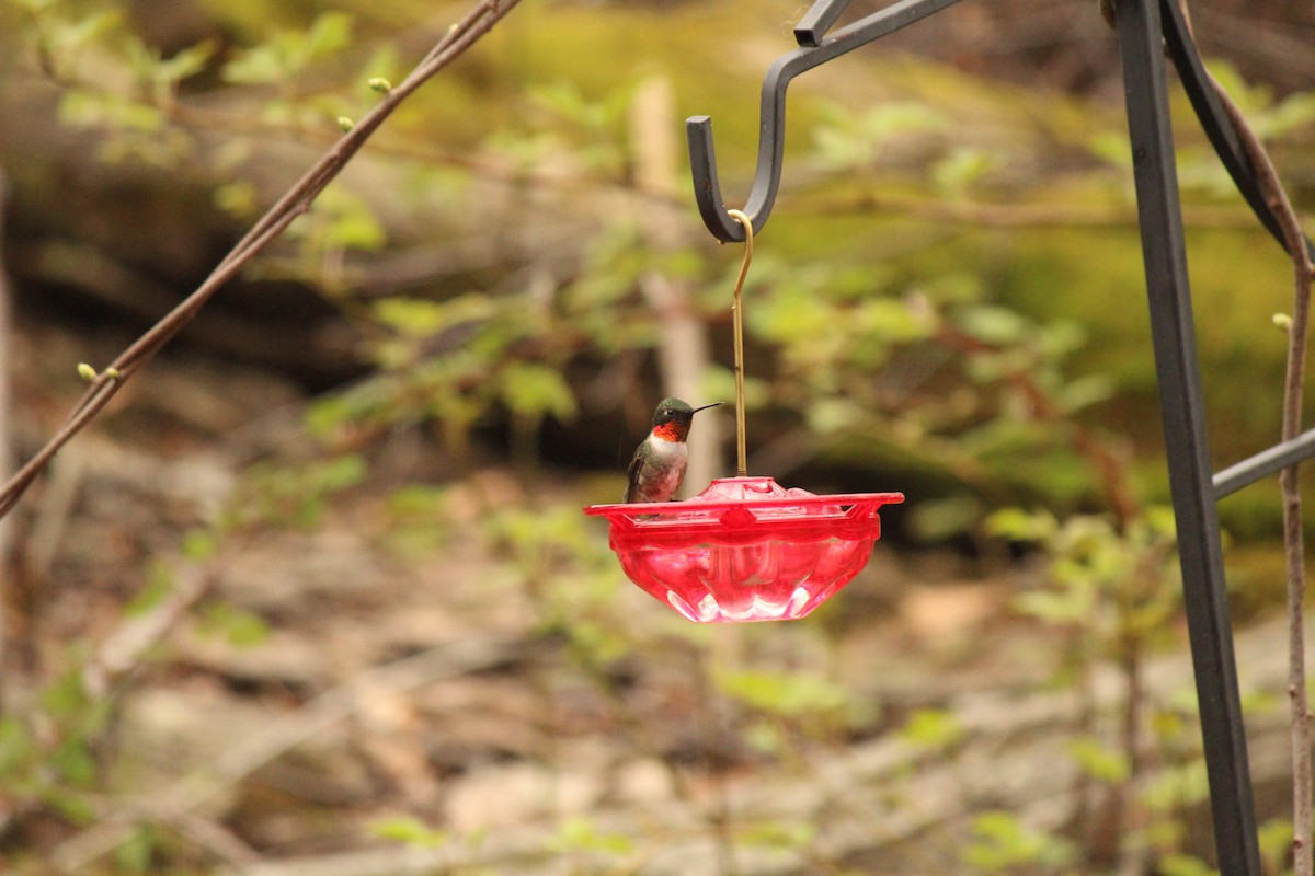 Ruby-throated Hummingbird - ML229878361