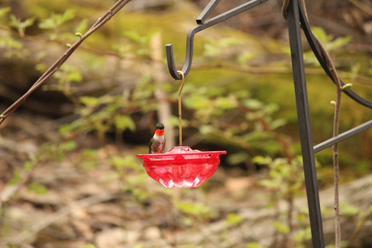 Ruby-throated Hummingbird - ML229878371