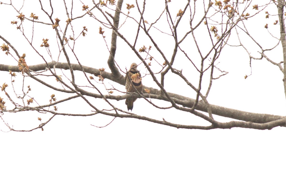 Northern Flicker (Yellow-shafted) - ML229879261