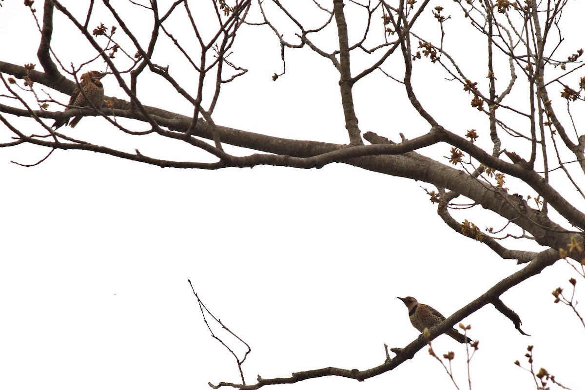 Northern Flicker (Yellow-shafted) - ML229879311