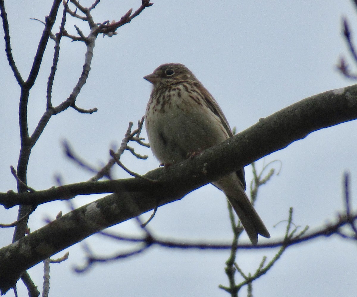 Vesper Sparrow - ML229879571