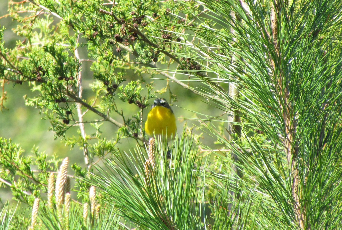 Yellow-breasted Chat - ML229881591
