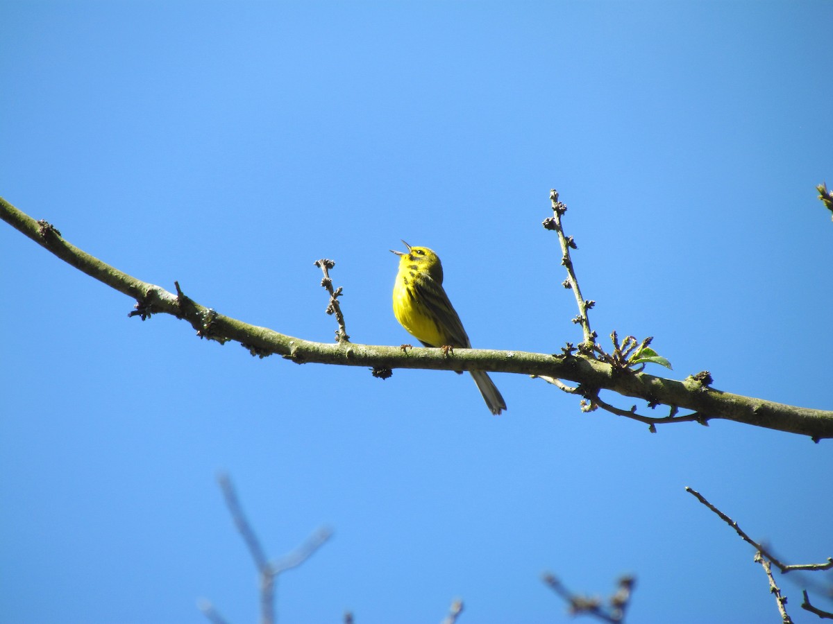 Prairie Warbler - ML229882201