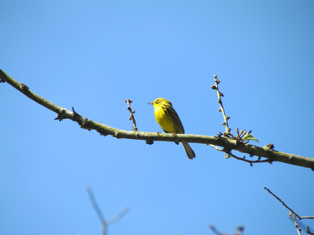 Prairie Warbler - ML229882321