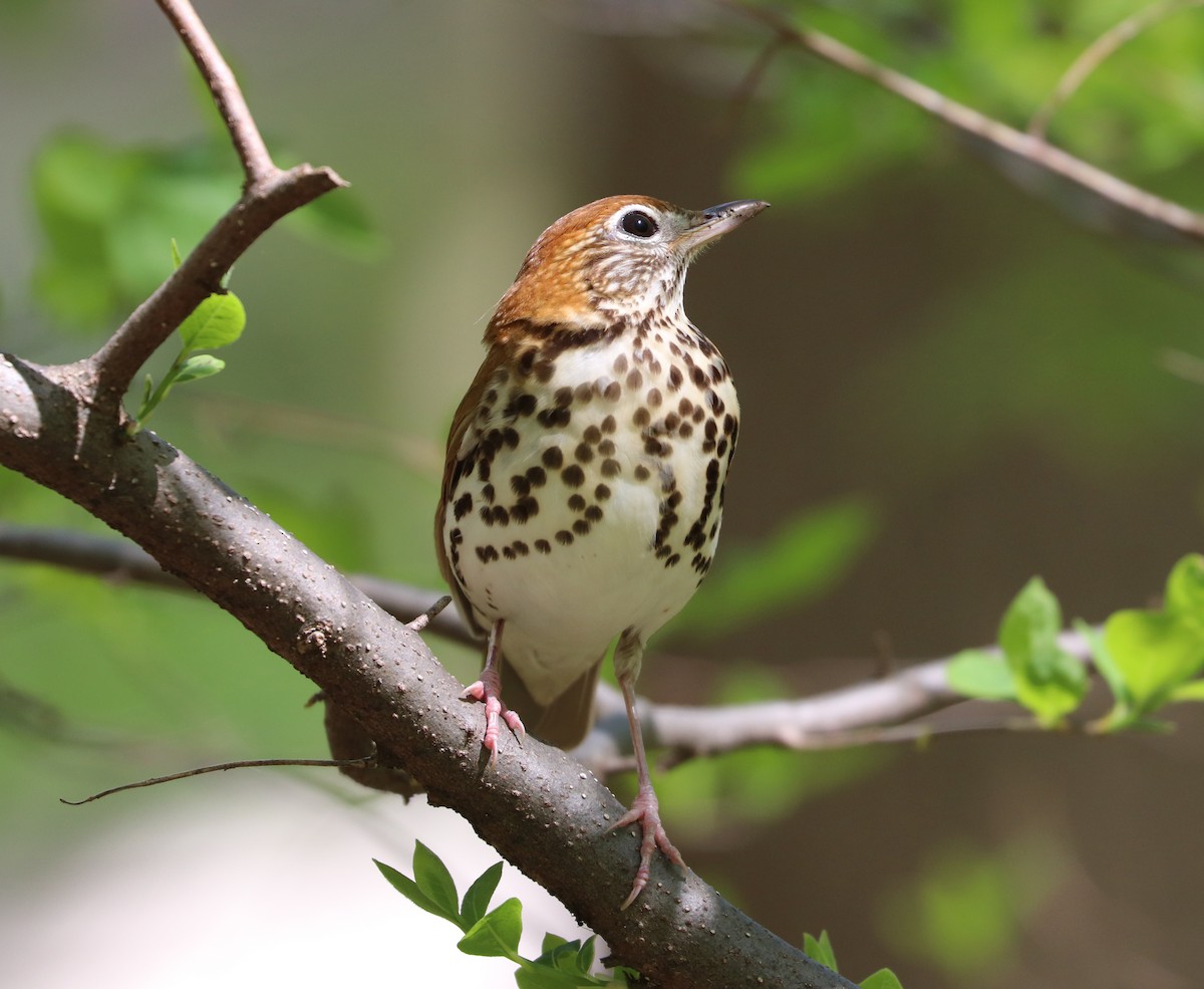 Wood Thrush - Maria Pacheco