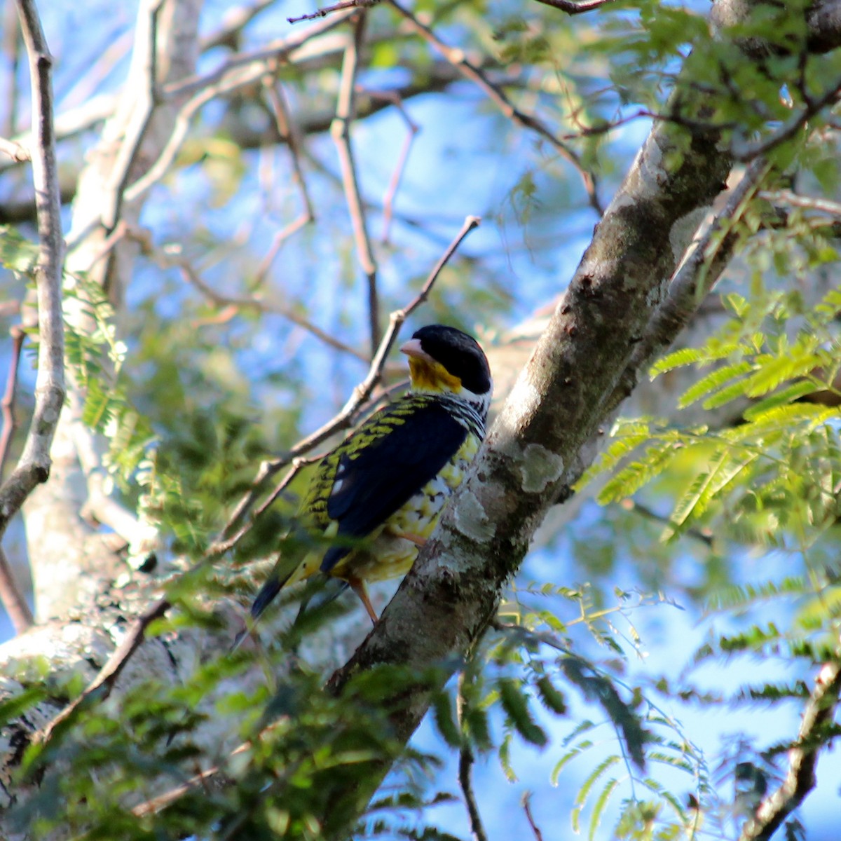 Swallow-tailed Cotinga - ML229885341