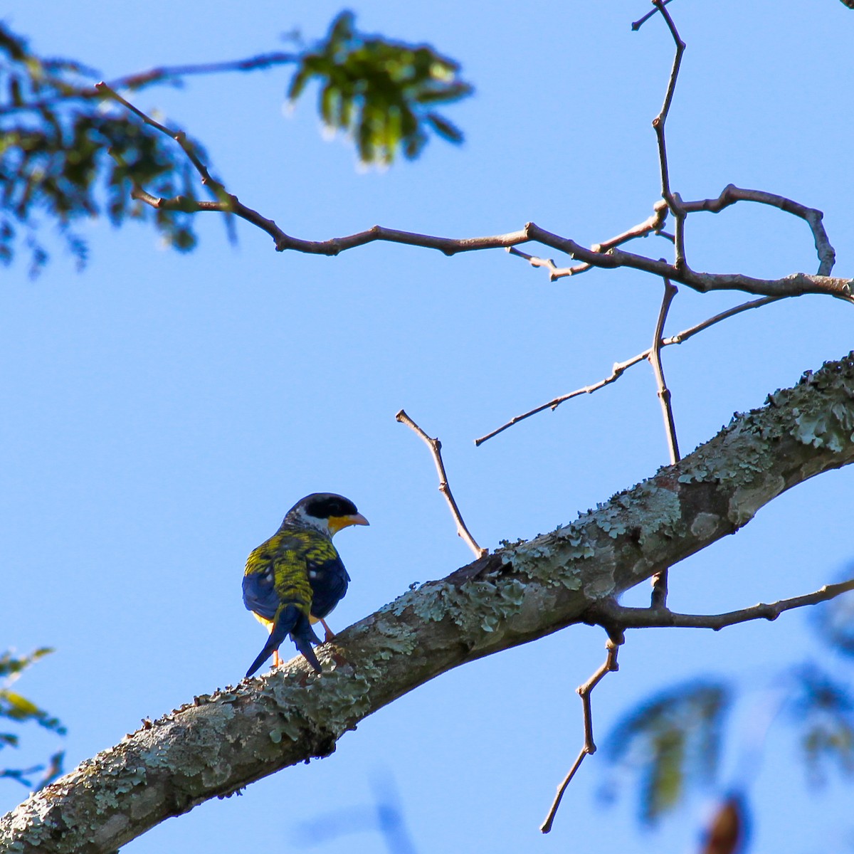 Swallow-tailed Cotinga - ML229885371