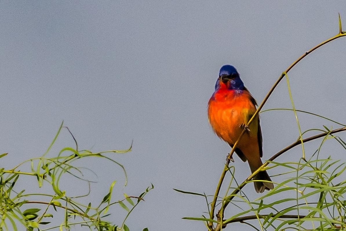Painted Bunting - ML229886511