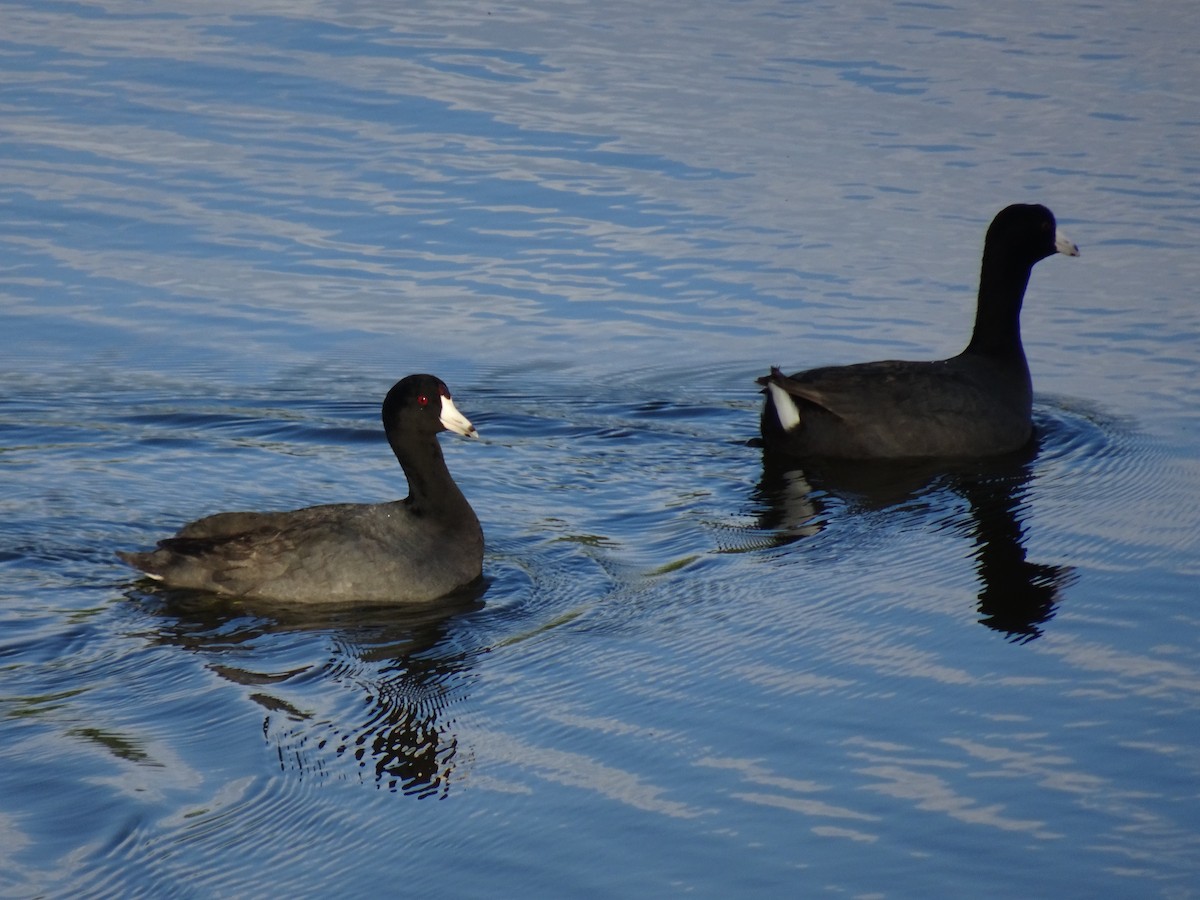 American Coot - Scott Loss