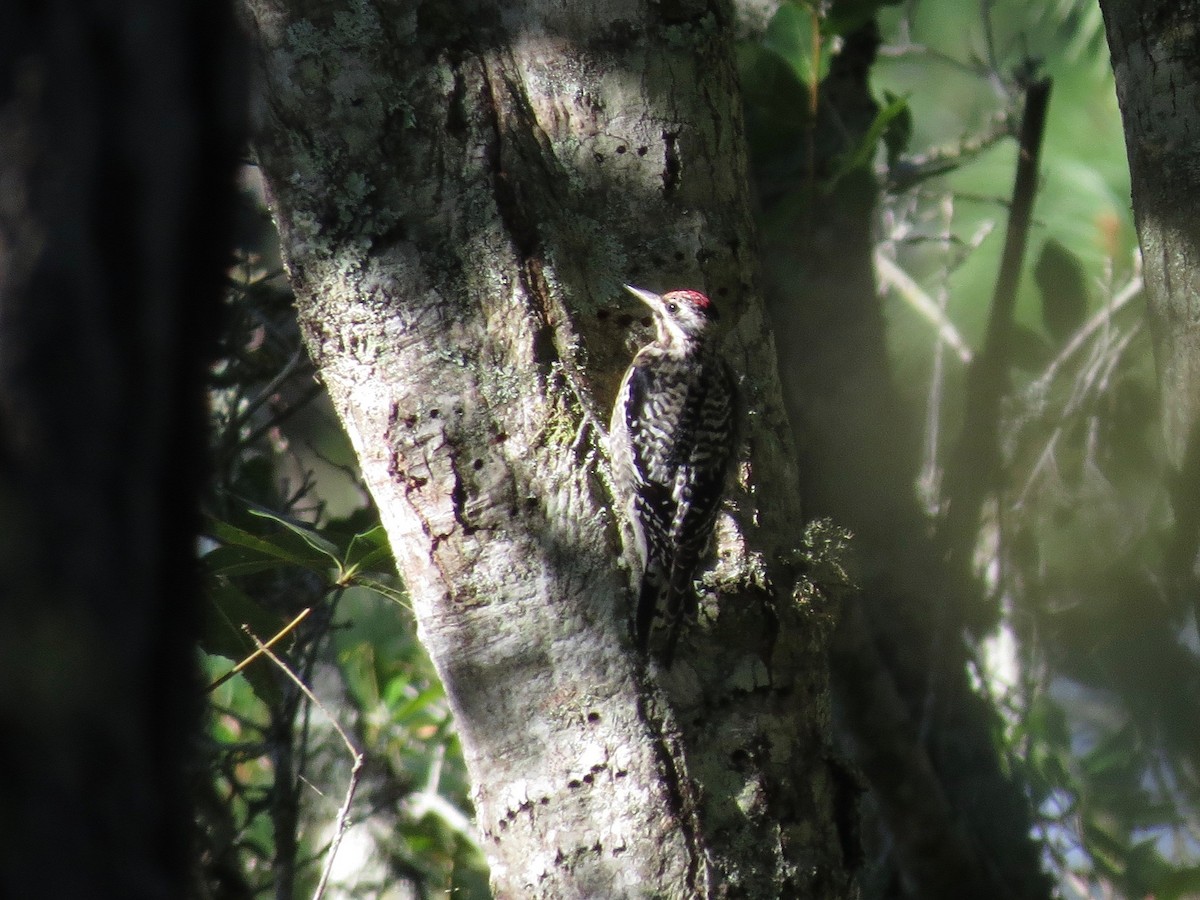 Yellow-bellied Sapsucker - ML22988921