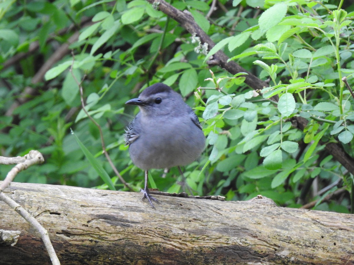 Gray Catbird - ML229891311