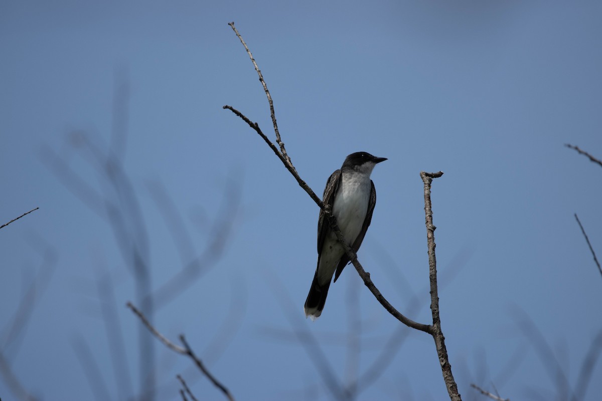 Eastern Kingbird - ML229892781