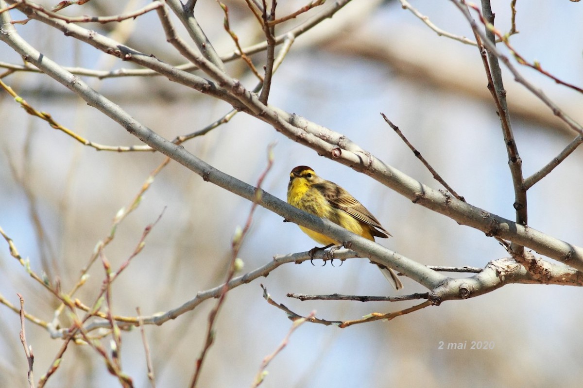 Palm Warbler - ML229894111