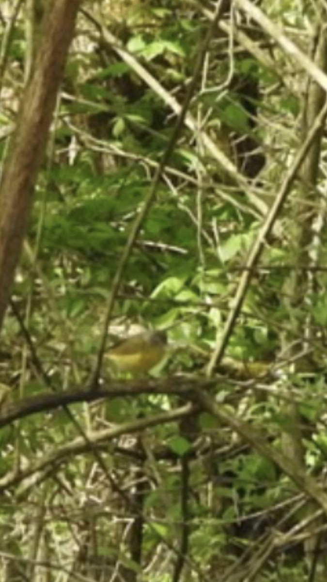 Nashville Warbler - Julie Bruner