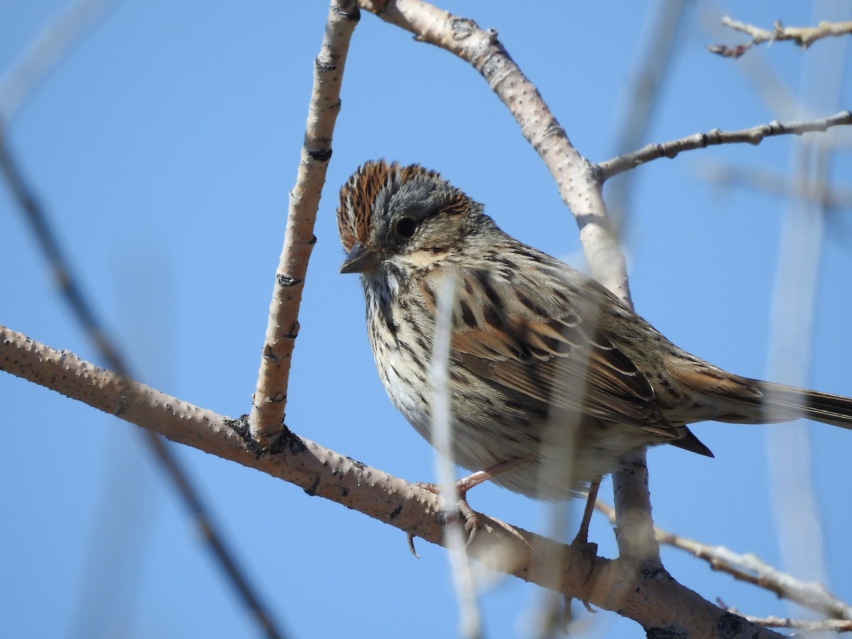 Lincoln's Sparrow - Shane Sater