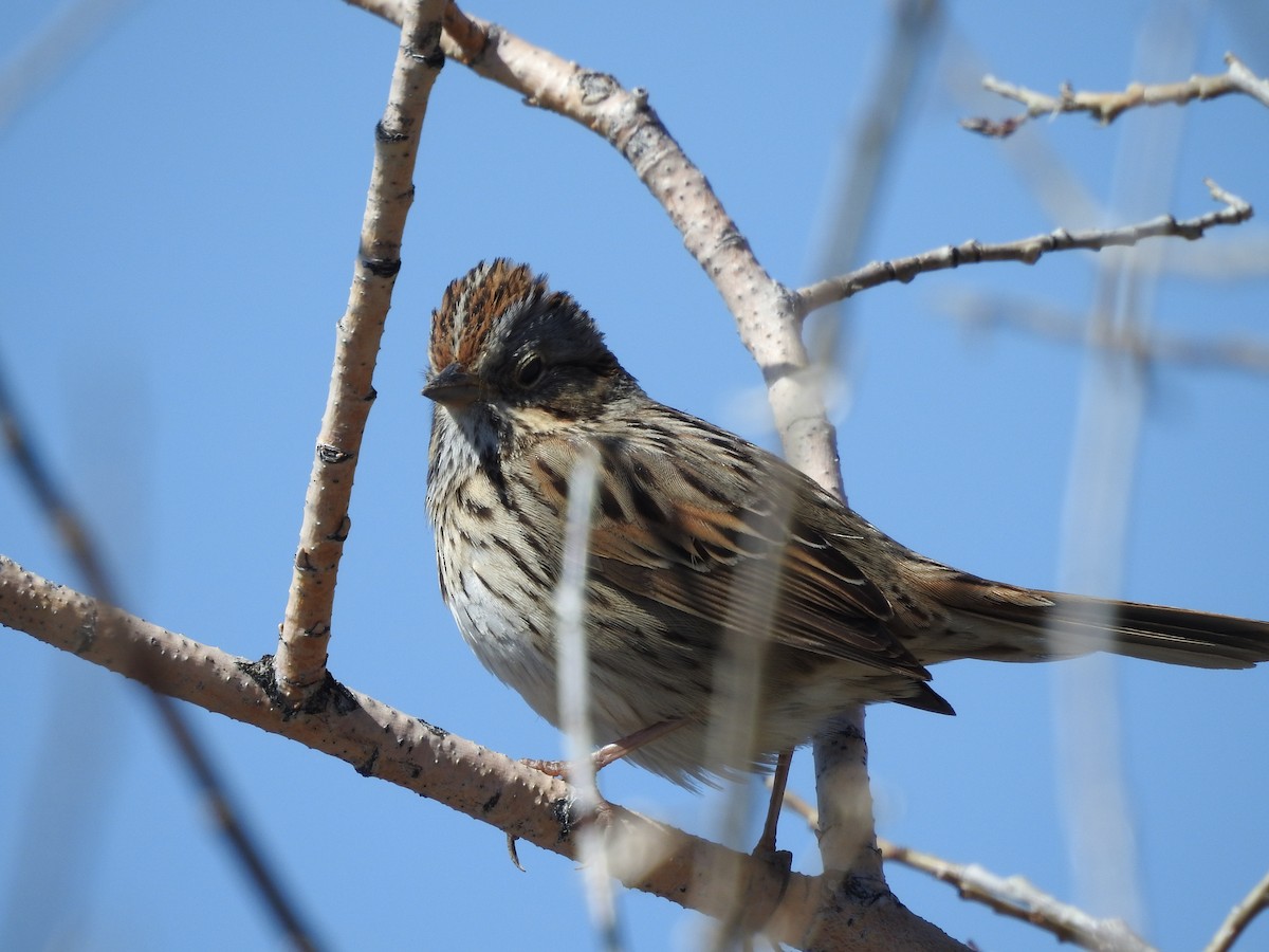 Lincoln's Sparrow - Shane Sater