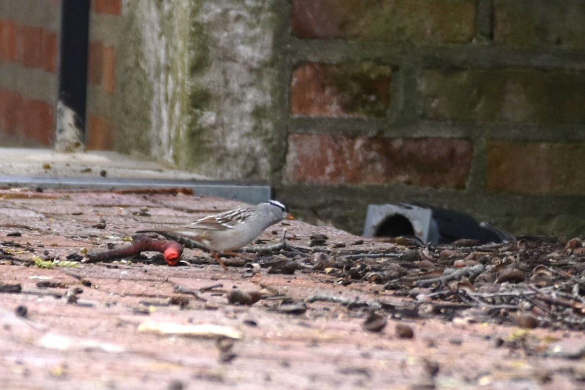 White-crowned Sparrow - ML229896111