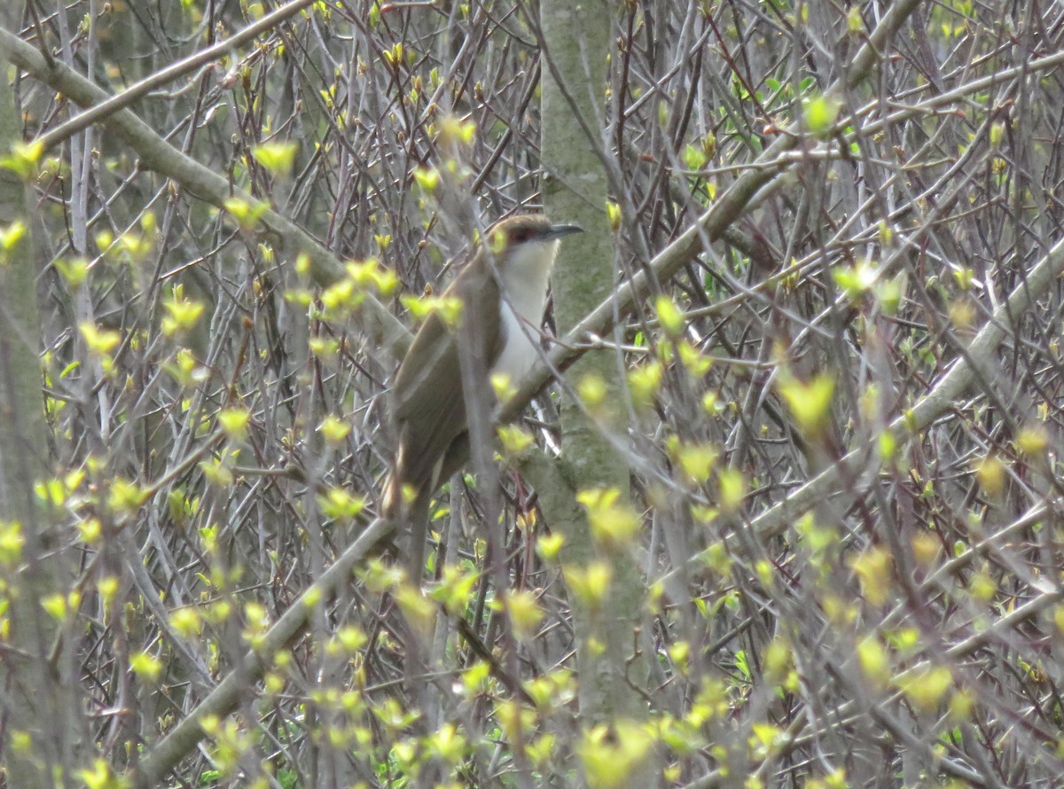 Black-billed Cuckoo - Mike Smith