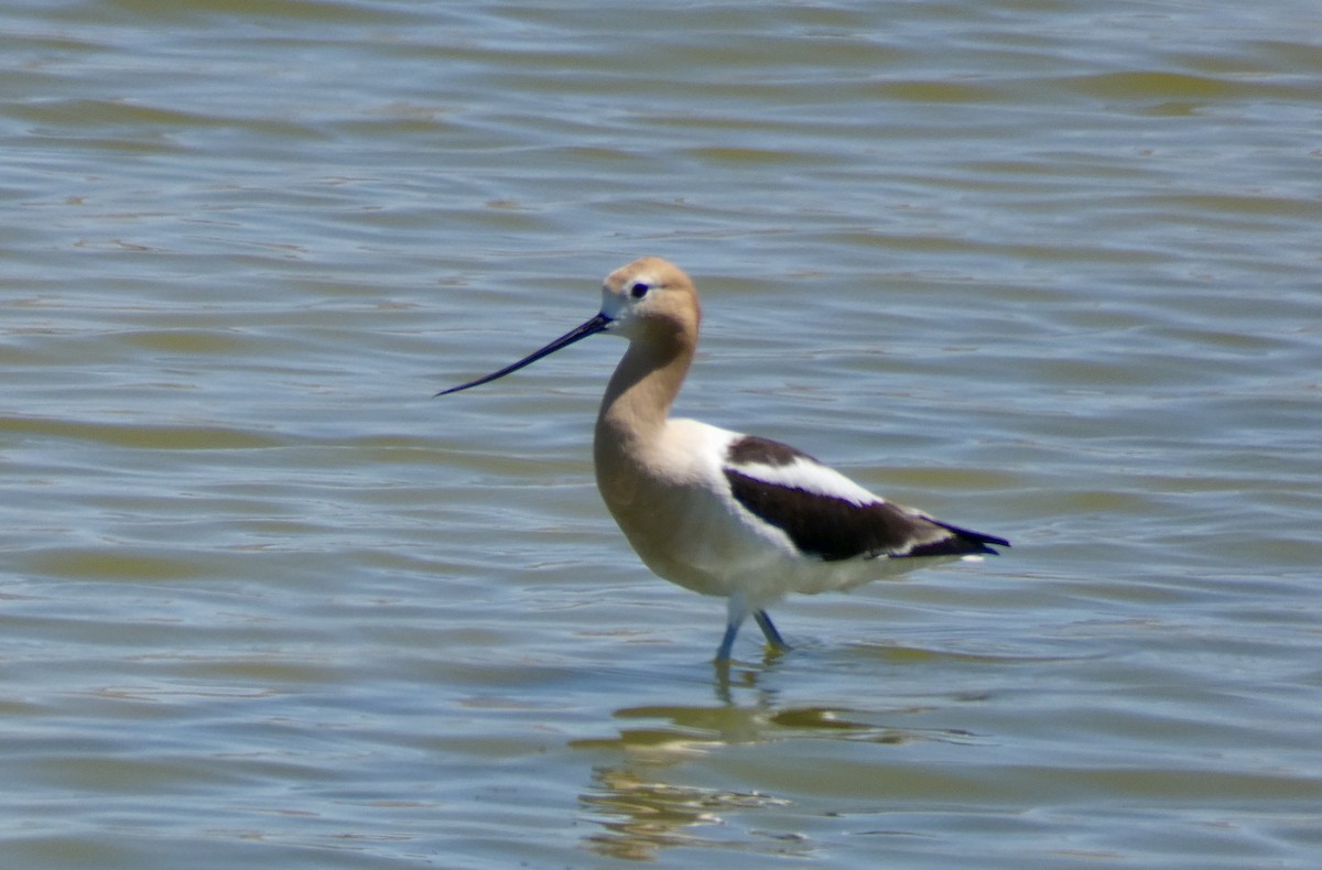 Чоботар американський - ML229896991