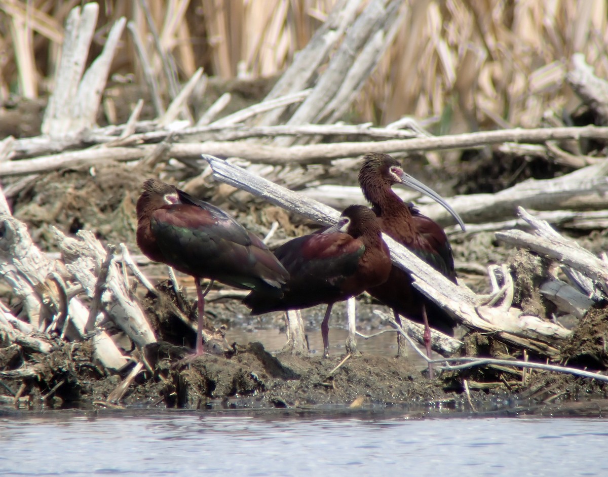 White-faced Ibis - ML229897401