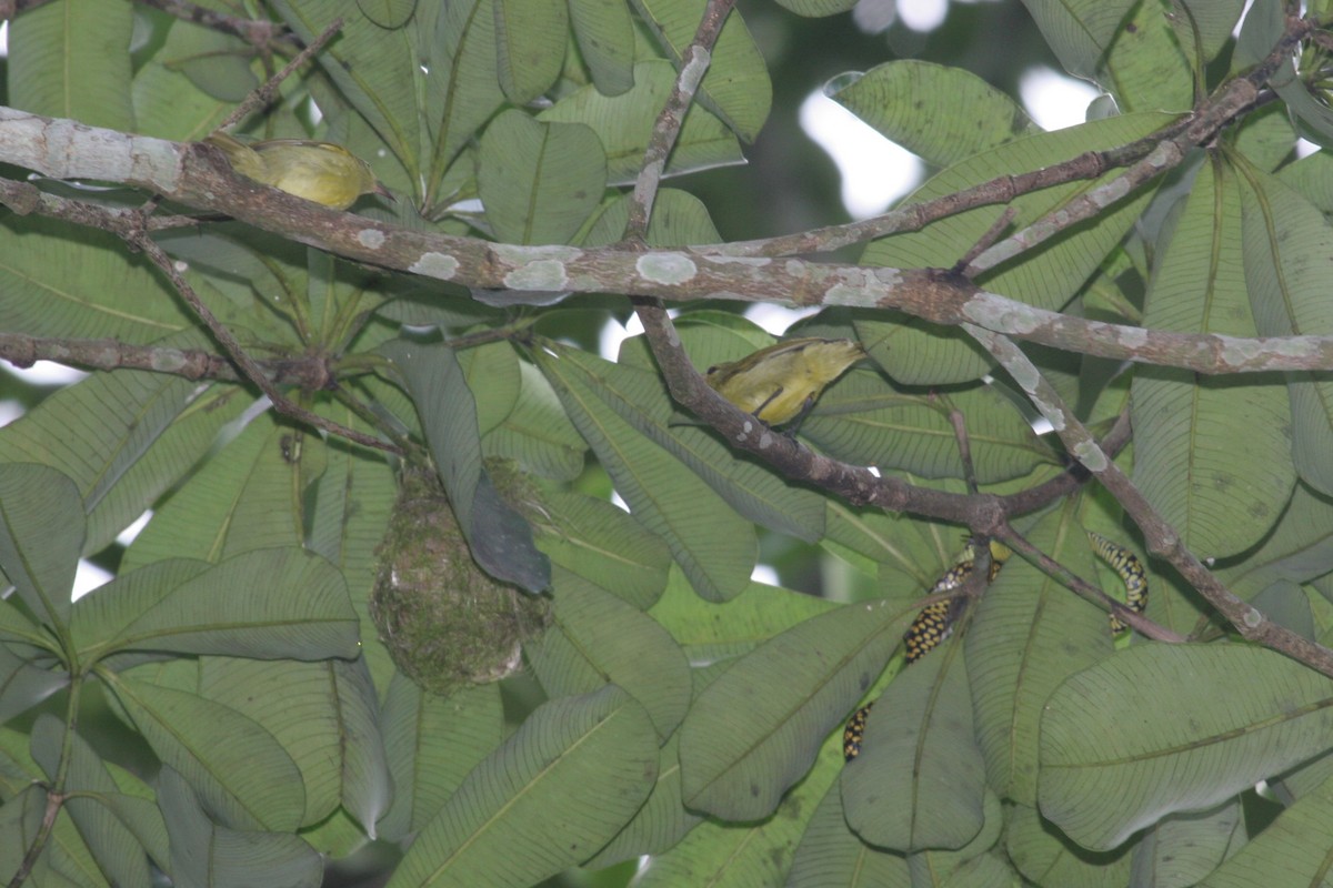 Little Green Sunbird - ML229900191