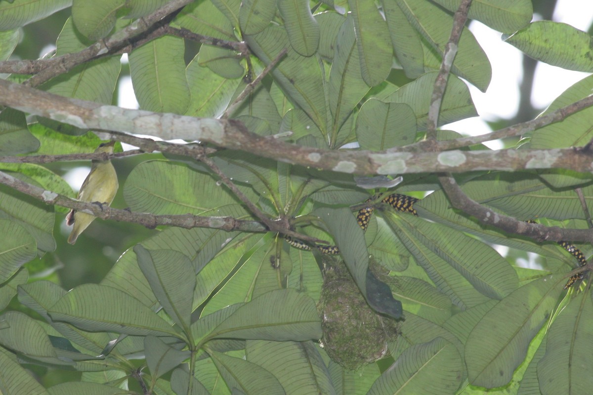 Little Green Sunbird - ML229900221