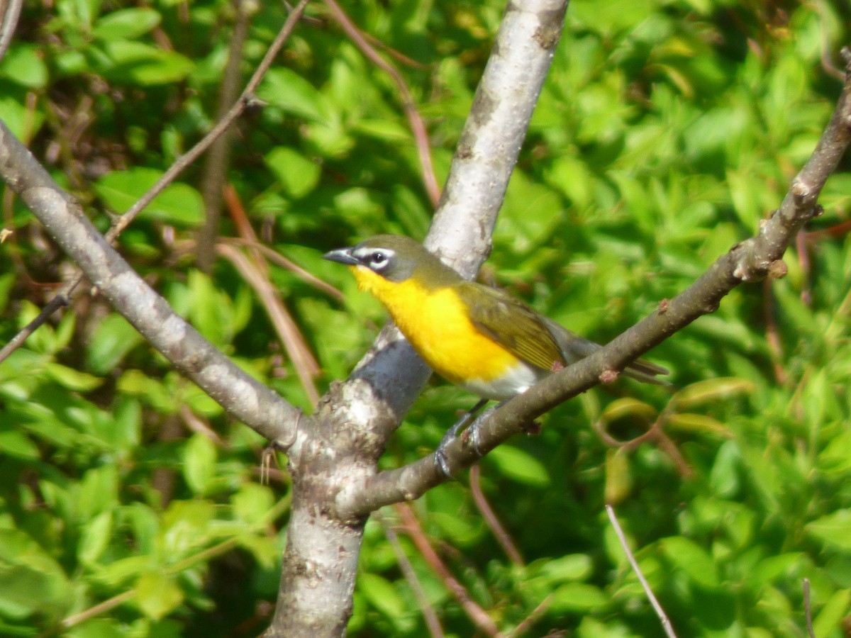 Yellow-breasted Chat - ML229902141