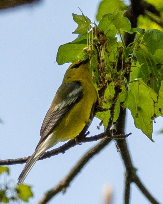 Blue-winged Warbler - ML229902561