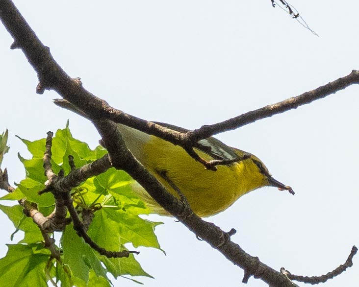 Blue-winged Warbler - ML229902571
