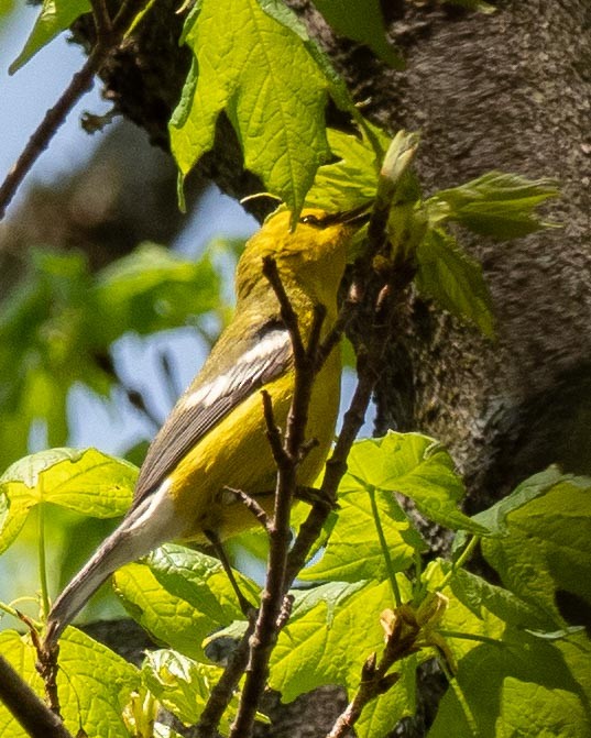 Blue-winged Warbler - ML229902581