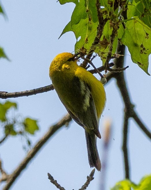 Blue-winged Warbler - ML229902591