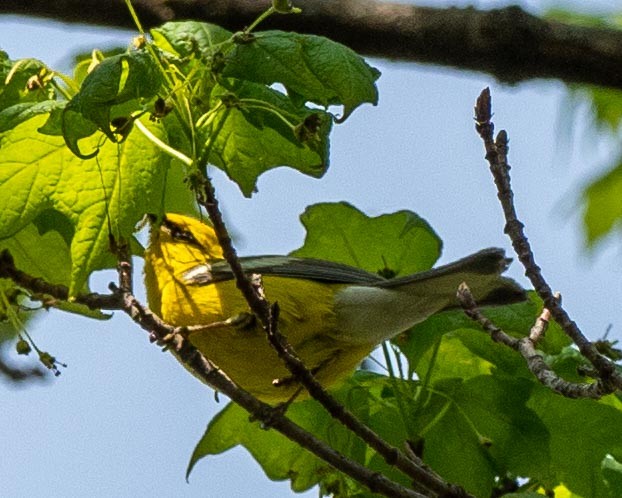 Blue-winged Warbler - ML229902601
