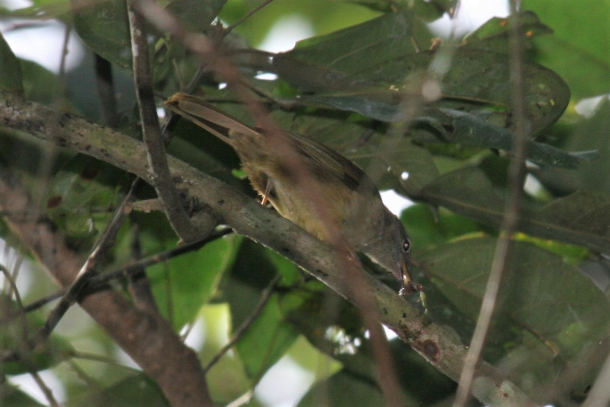 Ansorge's Greenbul - ML229902631