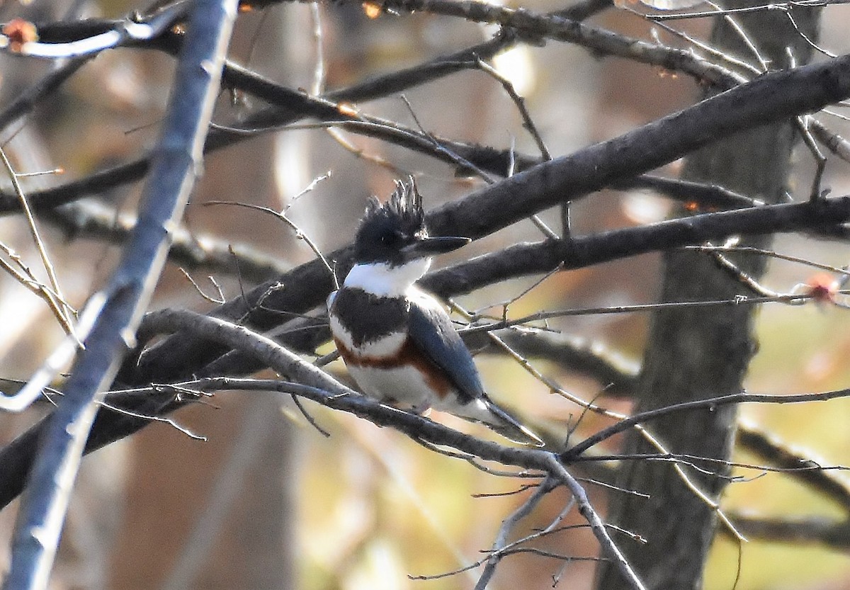 Belted Kingfisher - ML229902971