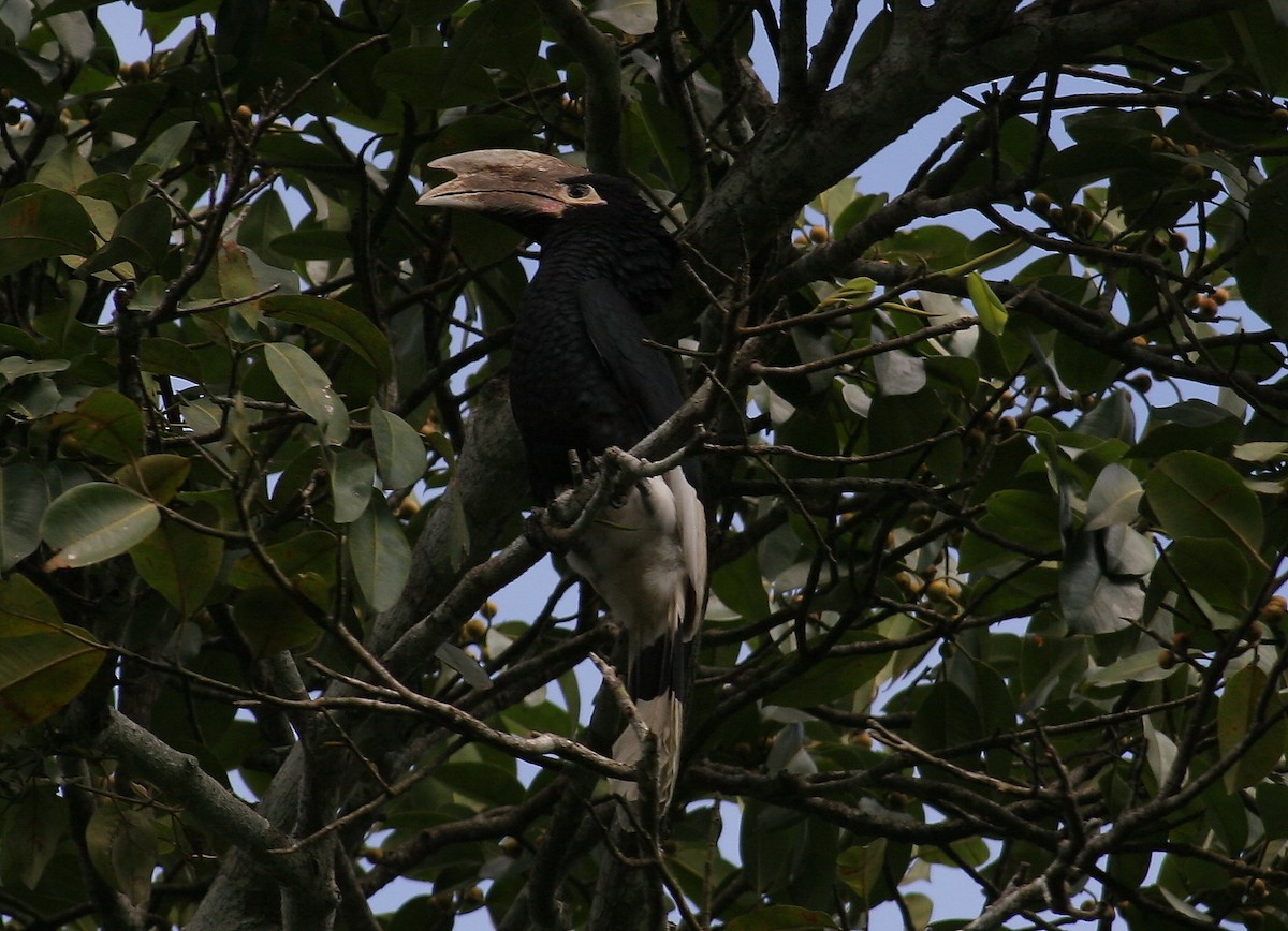 White-thighed Hornbill - ML229903241