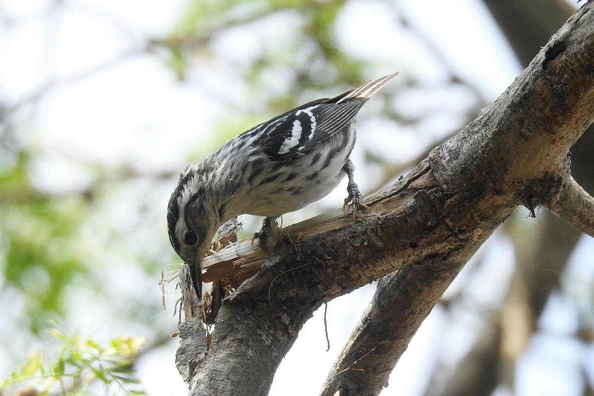 Black-and-white Warbler - ML229904691