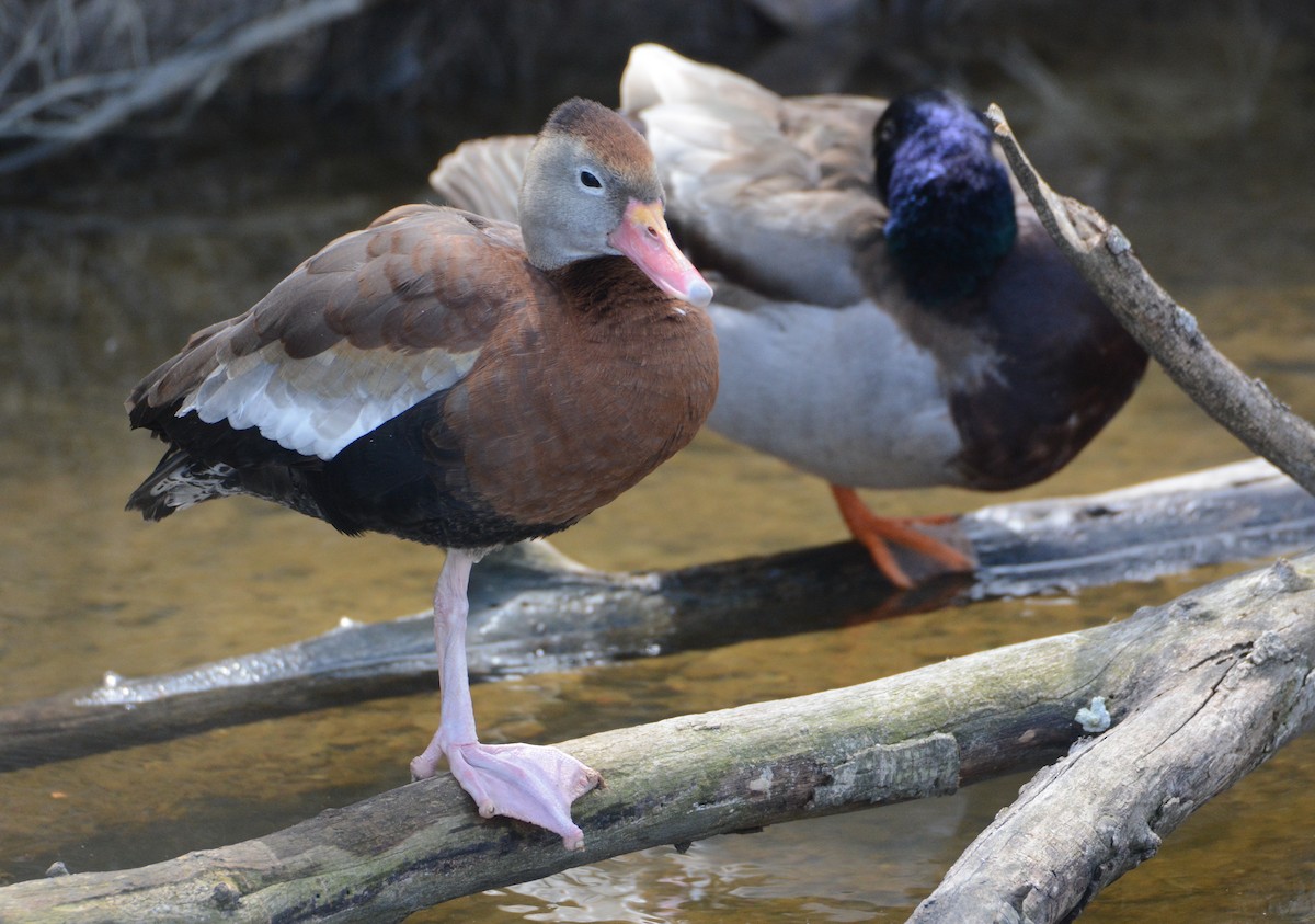 Black-bellied Whistling-Duck - ML229904871