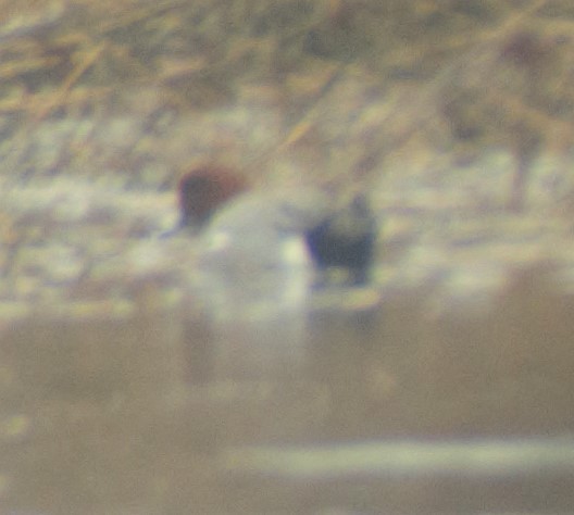 Eurasian Wigeon - ML22990561