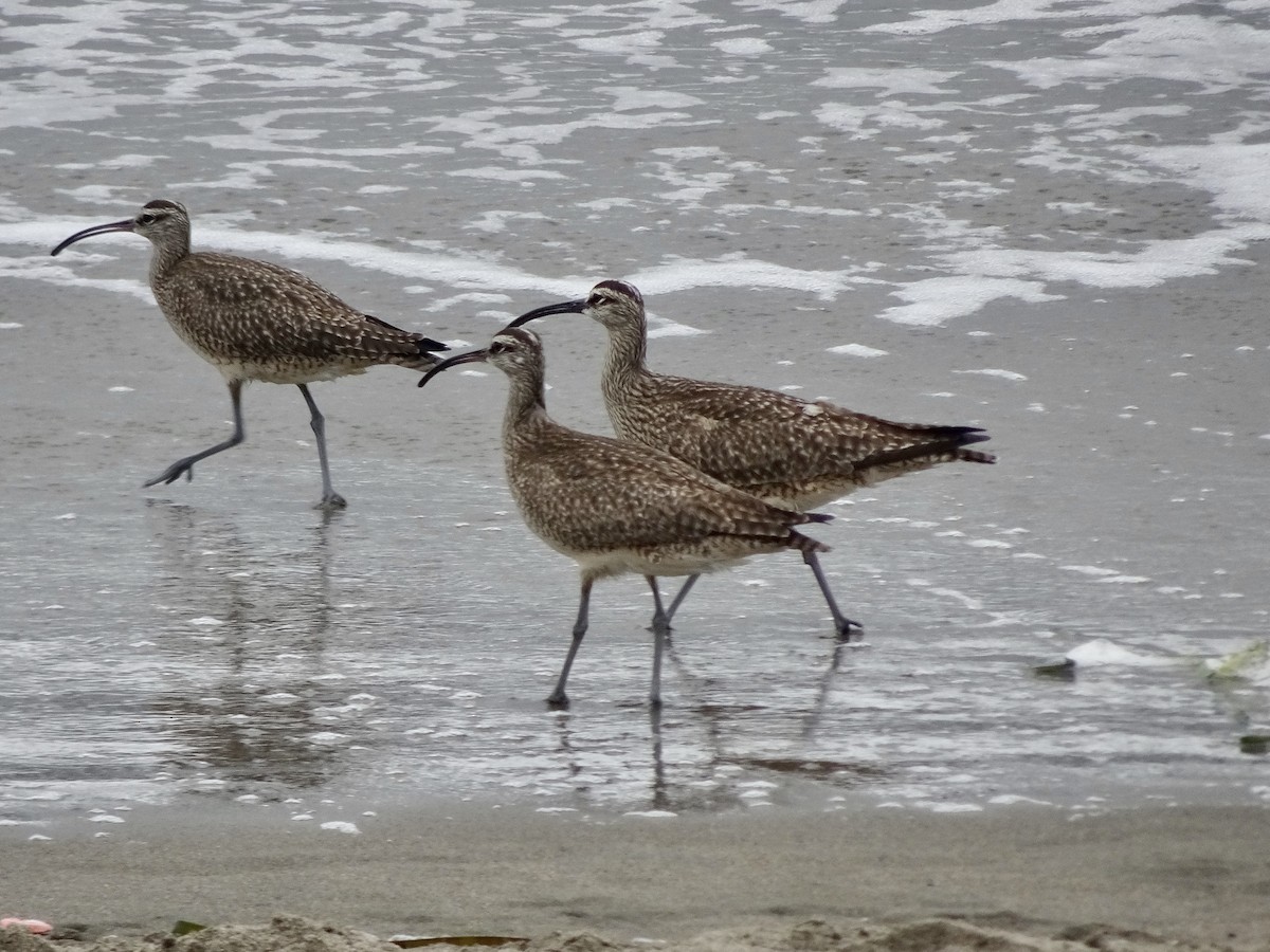 Whimbrel - ML229905941