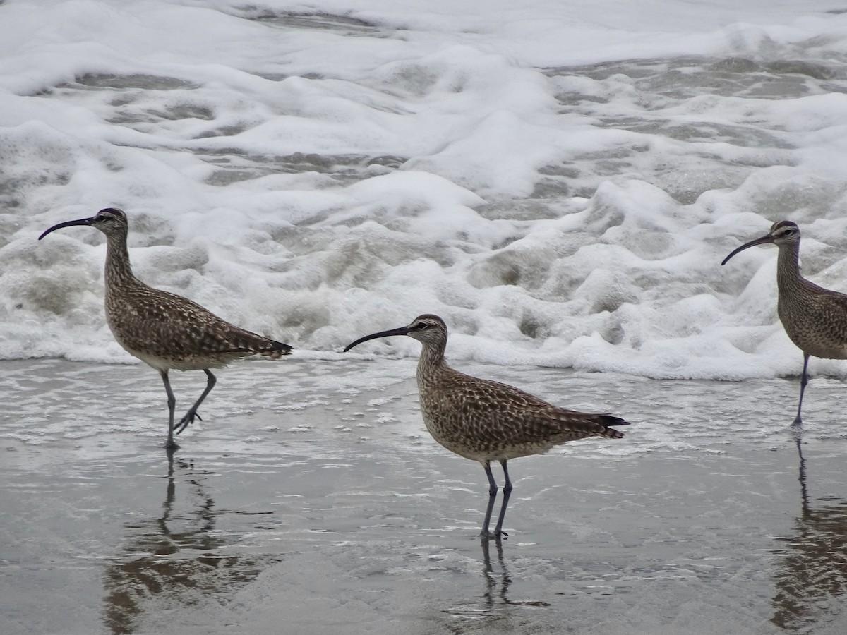 Whimbrel - ML229905971