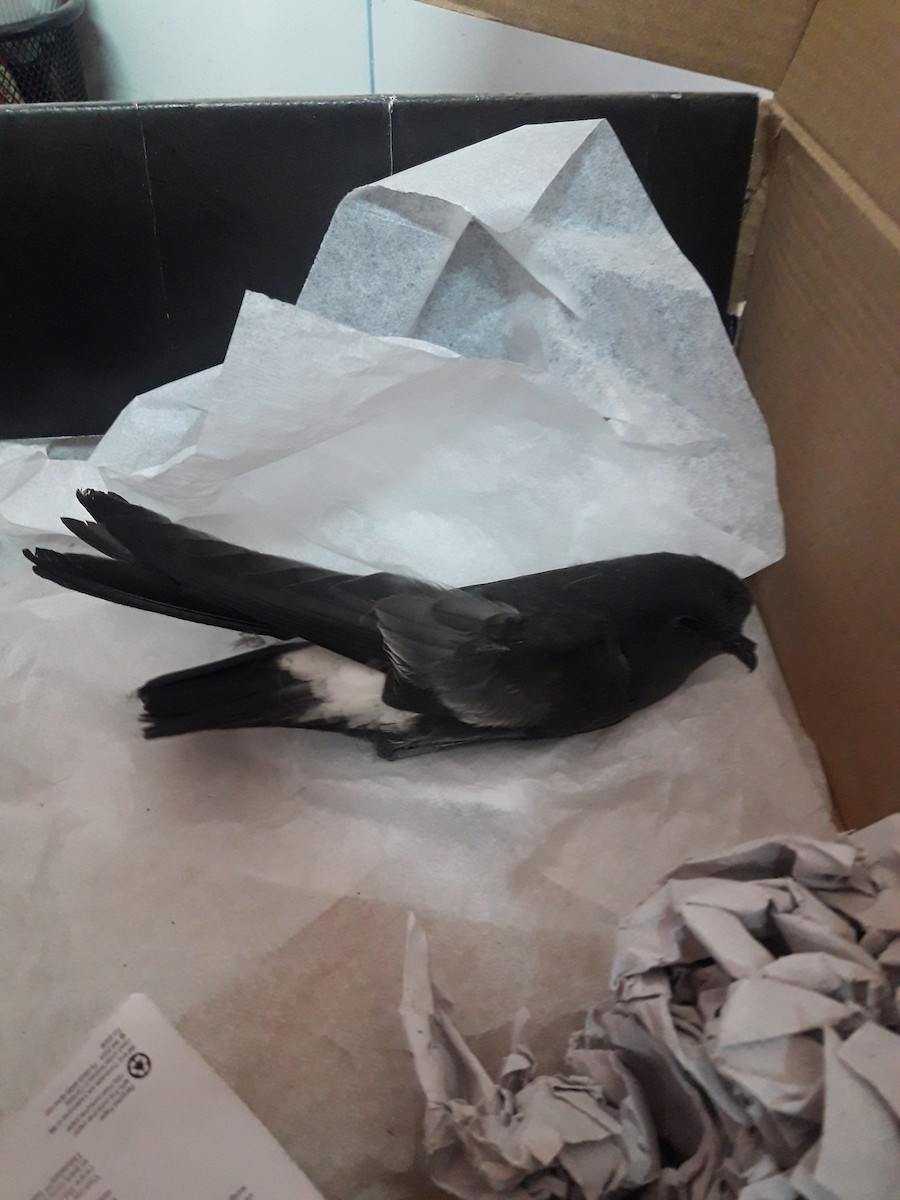 Wilson's Storm-Petrel (Fuegian) - ML229907001